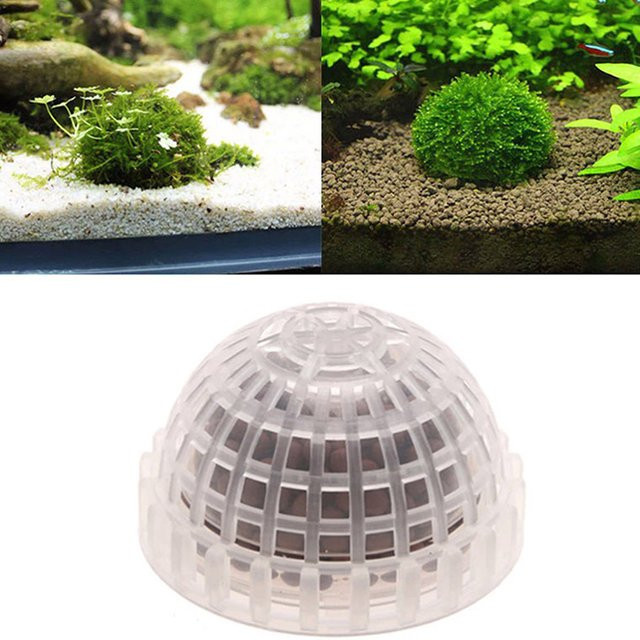 Lebende Moos-Bälle in Grün als dekorative Aquarium-Pflanzen für dein Wasser-Haustier-Aquarium - Bild 1
