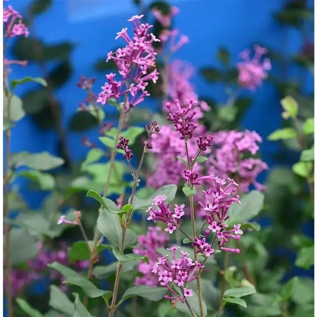 Syringa Edelflieder Bloomerang Dark Purple Hochstamm in lila, Höhe: 100-125 cm - Bild 1