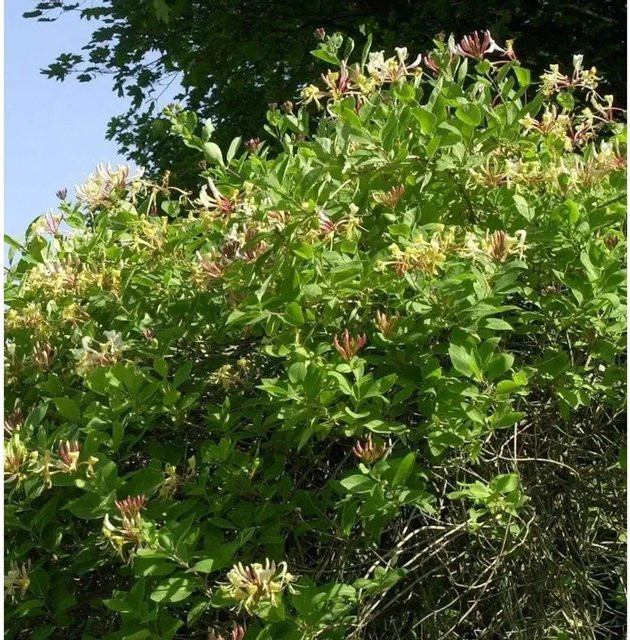Lonicera periclymenum Waldgeisblatt Graham Thomas Kletterpflanze für deinen Garten - Bild 1