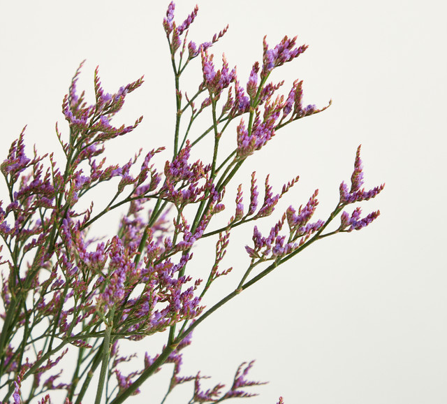 Blume2000 Limonium in Lila aus Papier - Bild 1