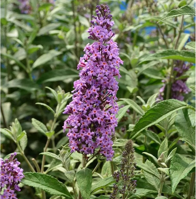 Zwerg Hänge Sommerflieder Little Lila Buddleja in lila, Höhe: 40 cm - Bild 1