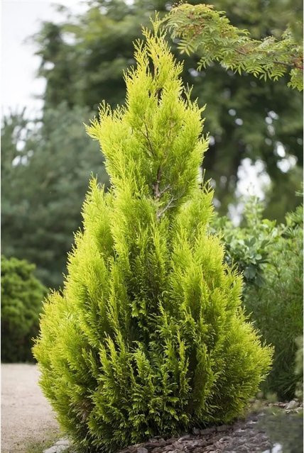 Thuja plicata 4ever Goldy Koniferen-Heckenpflanze in Gelb-Grün, Höhe: 60-80 cm - Bild 1