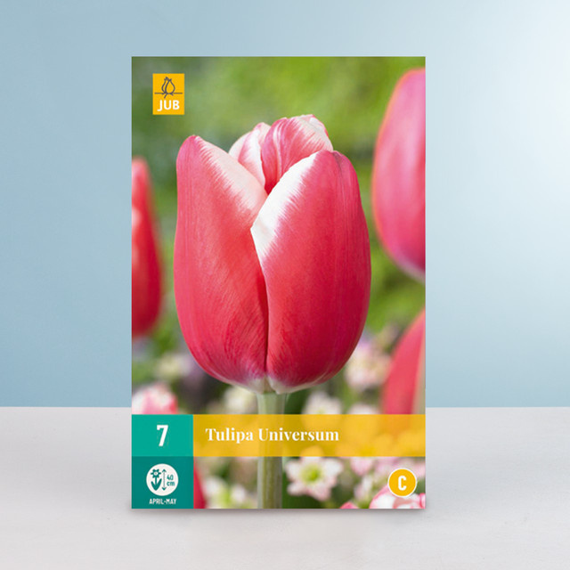 Triumph Tulpe Universum Blumenzwiebeln von BLUME2000, 7 Stück - Bild 1