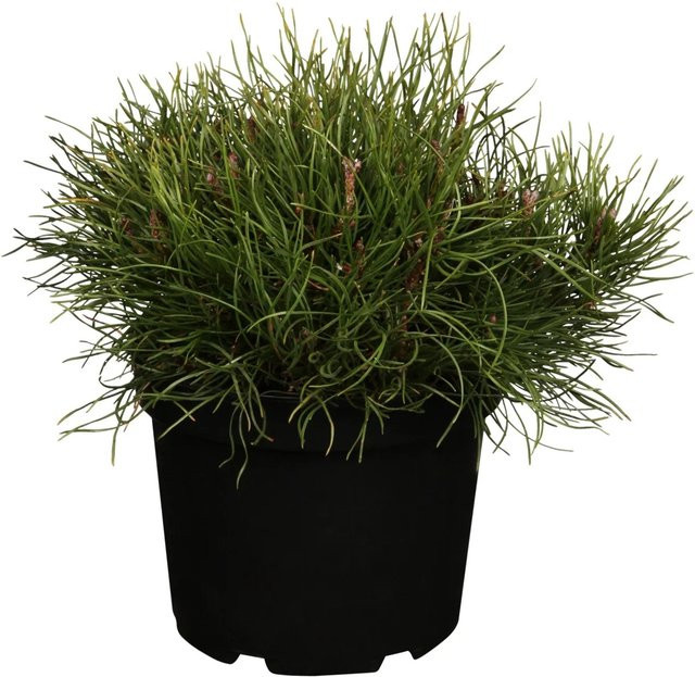 OBI Kriech-Kiefer Pinus als Bodendecker im Topf, Höhe: 5 - 10 cm, Topfgröße: 2 cm - Bild 1