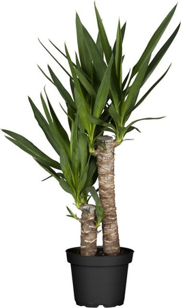 GROW by OBI Yucca Zimmerpflanze im 2er Stamm Topf