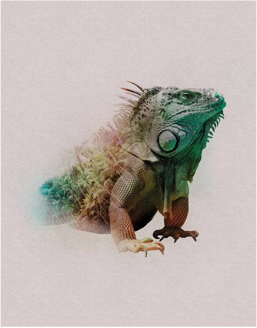 Komar Wandbild Animals Iguana, Papierposter, Multicolour, Breite: 40 cm, Höhe: 50 cm - Bild 1