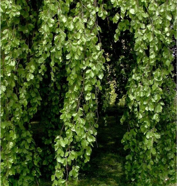 Hängebuche Fagus sylvatica Pendula grün für den Garten, Höhe: 100-125 cm - Bild 1