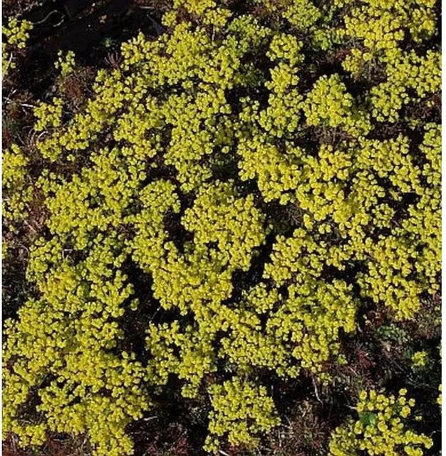 Euphorbia cyparissias Clarice Howard Zypressen-Wolfsmilch gelbe Staude als Bodendecker - Bild 1