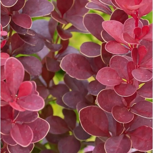 Berberis thunbergii Red Hot Chili Berberitze in Rot für Hecken, Topfgröße 10-15 cm - Bild 1
