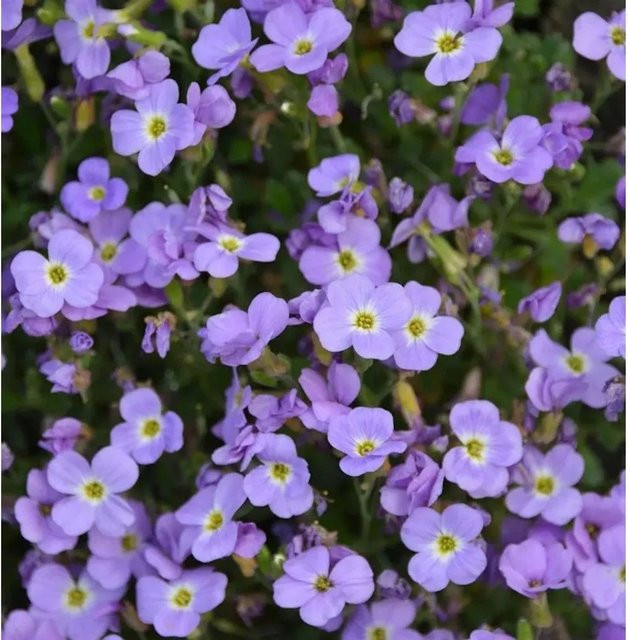 Aubrieta cultorum Blaukissen lila Staude für Steingärten und Böschungen - Bild 1