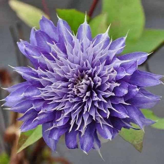 Arborix Clematis Waldrebe Multi Blue mit gefüllten blauen Blüten im Container, 50 bis 60 cm Höhe - Bild 1