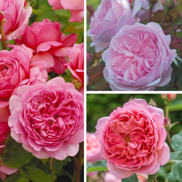 David Austin Rosen in Rosa, 3 Pflanzen - Bild 1