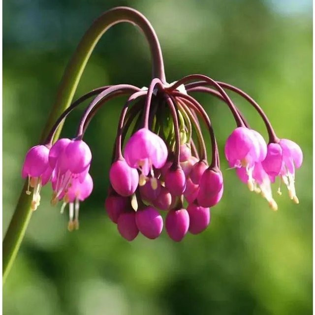 Zierlauch Allium cernuum als mehrjährige Pflanze für den Freilandgarten von Nr-01.de - Bild 1