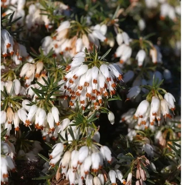 10x Winterheide Schneekuppe Erica carnea in Weiß für Garten und Balkon - Bild 1