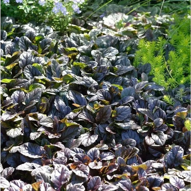 Ajuga reptans Günsel Rotlaubige Staude zur Flächenbegrünung in Blau und Rot - Bild 1
