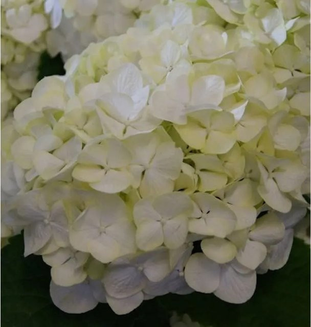 Bauernhortensie Everbloom White Wonder Hydrangea macrophylla in Weiß von Nr-01.de - Bild 1