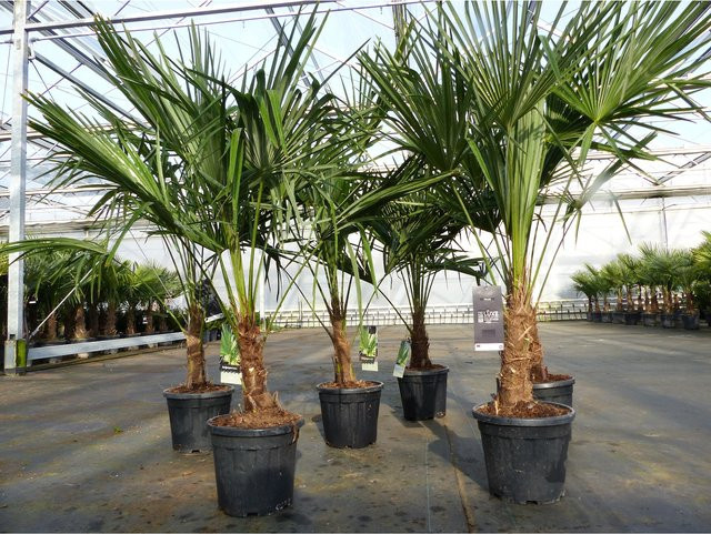 Trachycarpus fortunei Hanfpalme Grün, Höhe: 140 - 170 cm, winterhart bis -18°C - Bild 1