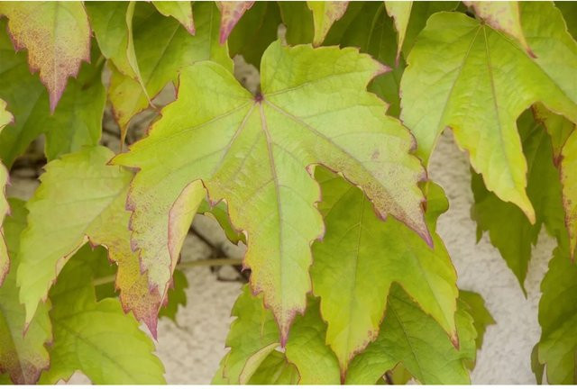Parthenocissus Tricuspidata Veitchii Wilder Wein Kletterpflanze 40–60 cm - Bild 1