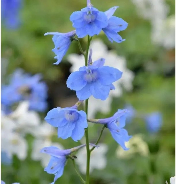 Rittersporn Delphinium belladumna Cliveden Beauty in Blau als mehrjährige Gartenpflanze - Bild 1