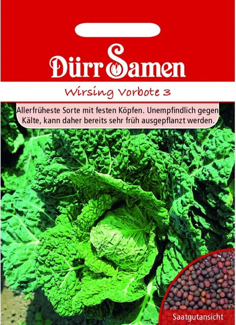 Dürr Samen Wirsing Vorbote Saatgut für die Frühsaat - Bild 1
