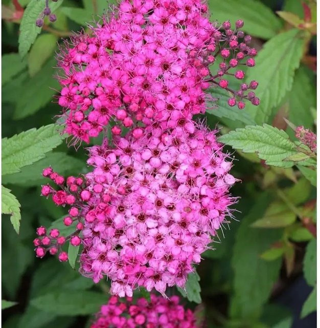 Roter Sommerspierstrauch Anthony Waterer Spiraea japonica als pflegeleichte Heckenpflanze von Nr-01.de - Bild 1