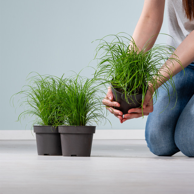 BLUME2000 Cyperus alternifolius Zimmerpflanze als Topfpflanze für Katzen, 3 Stück - Bild 1