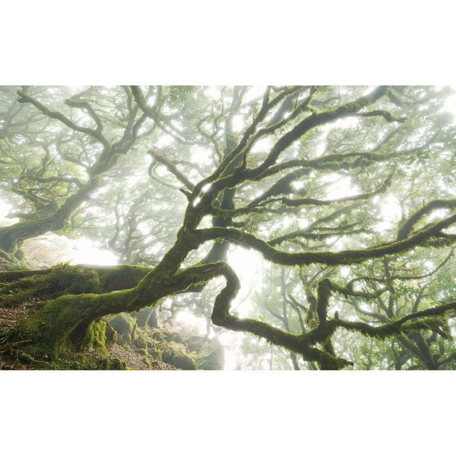Komar Fototapete Vlies The Forgotten Forest in Grün, B: 400 cm, H: 250 cm - Bild 2