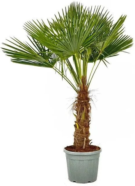 Sunny-Tree Trachycarpus Fortunei Chinesische Fächerpalme, Stammhöhe: 180 bis 200 cm, Winterhart bis -18°C - Bild 1
