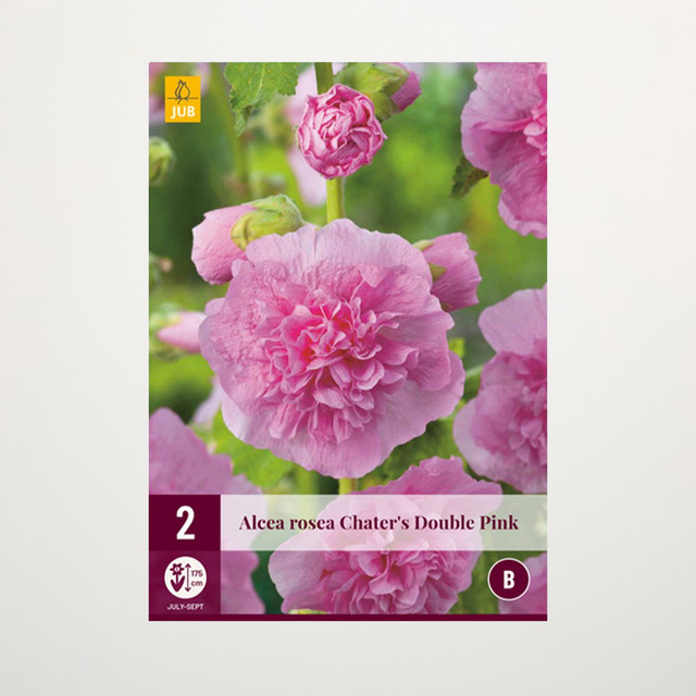 Gefüllte Stockrose Double Pink BLUME2000 Cottage-Garten, 2 Knollen - Bild 1