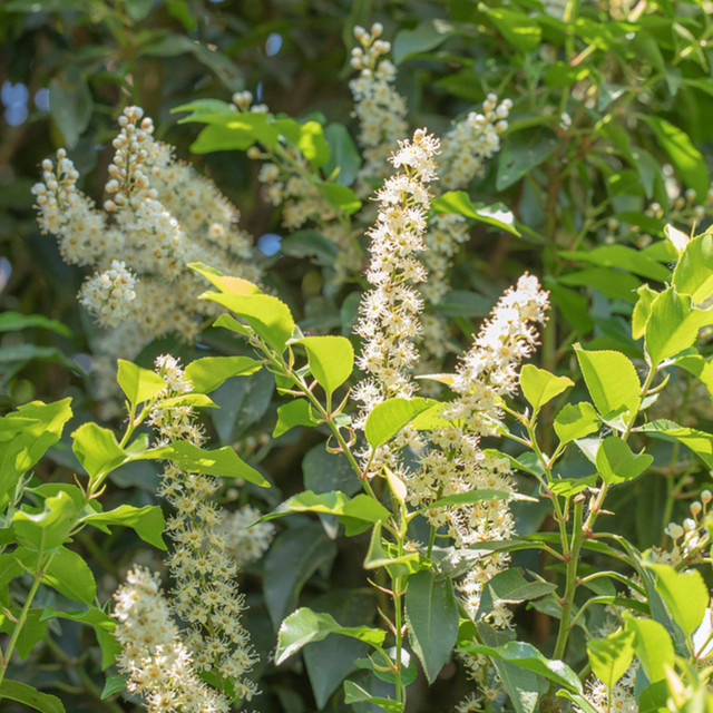 Portugiesischer Kirschlorbeer Angustifolia Prunus als Heckenpflanze in Weiß von Mein schöner Garten Shop - Bild 1