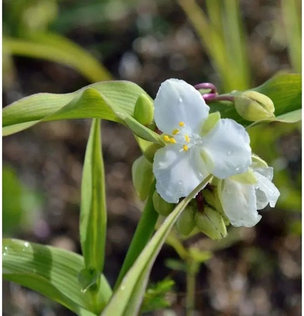 Tradescantia andersoniana Bilberry Ice Dreimasterblume als mehrjährige Zimmerpflanze und Gartenpflanze