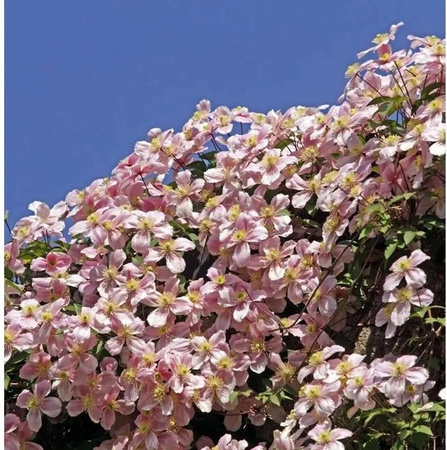 Immergrüne Duft Waldrebe Clematis armandii Apple Blossom als rankende Pflanze, Höhe: 125-150 cm