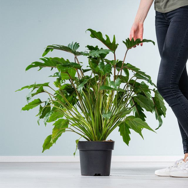 Philodendron Xanadu Zimmerpflanze von BLUME2000 - Bild 1