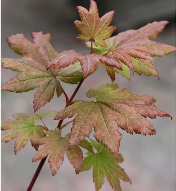 Fächer-Ahorn Acer palmatum Burgundy Lace in Rot/Burgundy von Nr-01.de - Bild 1