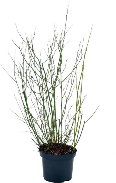 GROW by OBI Ranunkelstrauch Golden Guinea Kerria japonica, gelb und grün, Höhe: 50-60 cm, Topfvolumen: 4,5 l - Bild 1