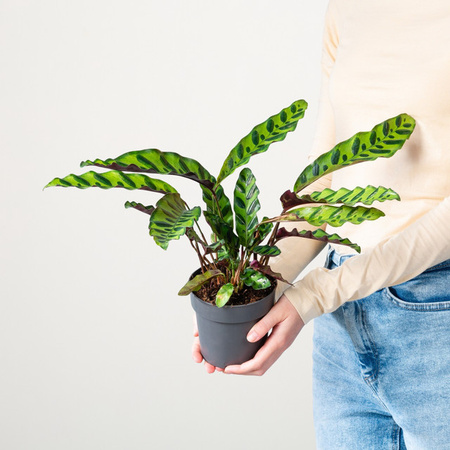 Calathea Insigne Zimmerpflanze von BLUME2000, grün und rot gemustert, Höhe: 40 cm, Breite: 40 cm, Tiefe: 40 cm