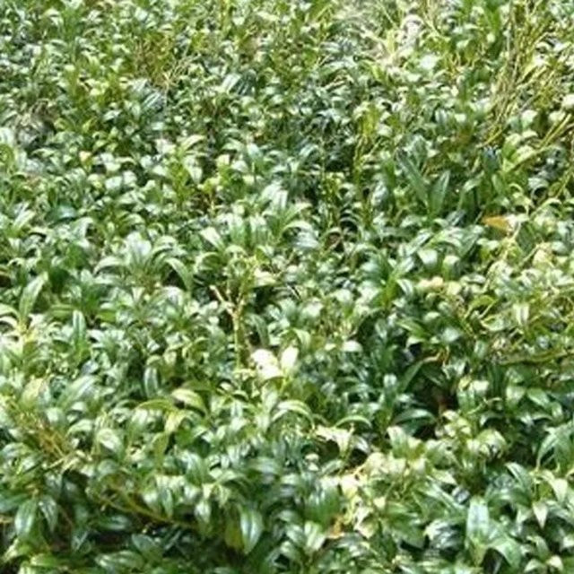 Arborix Himalaya-Schleimbeere Sarcococca hookeriana Immergrüner Zierstrauch im Container, Höhe: 20 bis 25 cm - Bild 1
