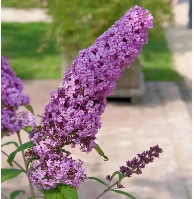 Sommerflieder Buddleja Pink Delight in Pink/Purple, Höhe: 80-100 cm - Bild 1