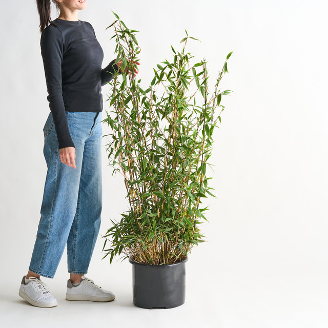 Fargesia Schirmbambus Well Born Bamboo Red Zebra zur Gartenbepflanzung - Bild 1