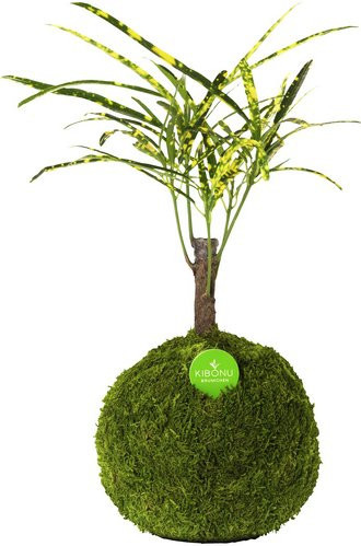 Kibonu Wunderstrauch Codiaeum Sunny in Gelb - Bild 1