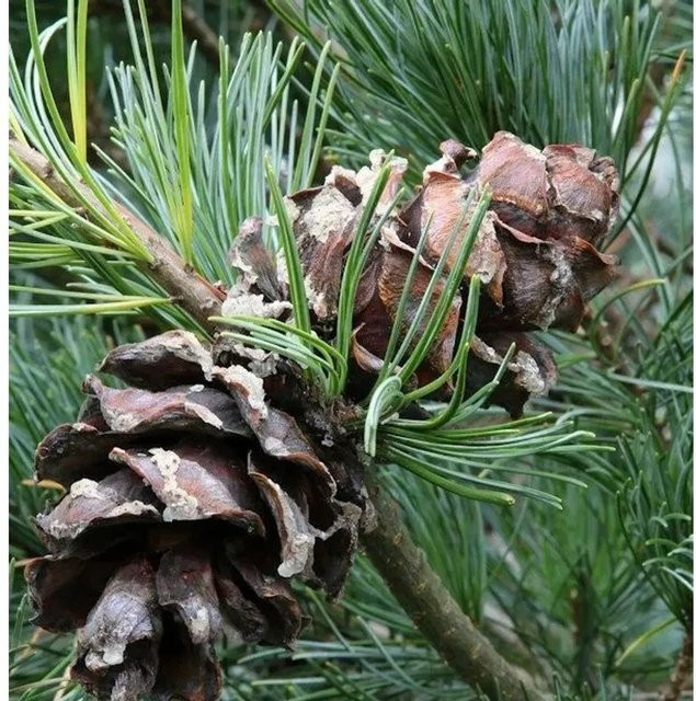 Bonsaiartige Blaue Mädchenkiefer Pinus parviflora von Nr-01.de, Höhe: 50-60 cm - Bild 1