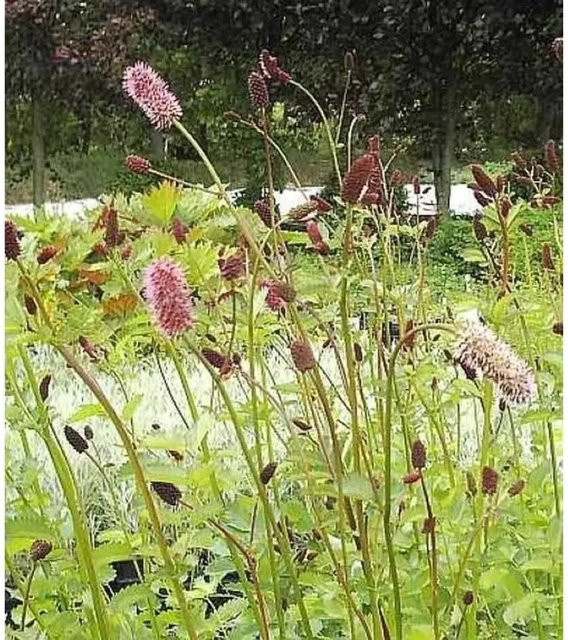Roter Wiesenknopf Sanguisorba menziesii von Nr-01.de als mehrjährige Gartenpflanze - Bild 1