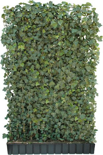 HELIX PFLANZEN Efeu Hedera helix Woerneri, dunkelgrün, winterharte Heckenpflanze - Bild 1