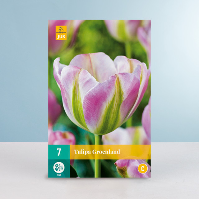 Viridiflora-Tulpe Groenland von BLUME2000 mit 7 Zwiebeln für Beet, Balkon und Terrasse - Bild 1