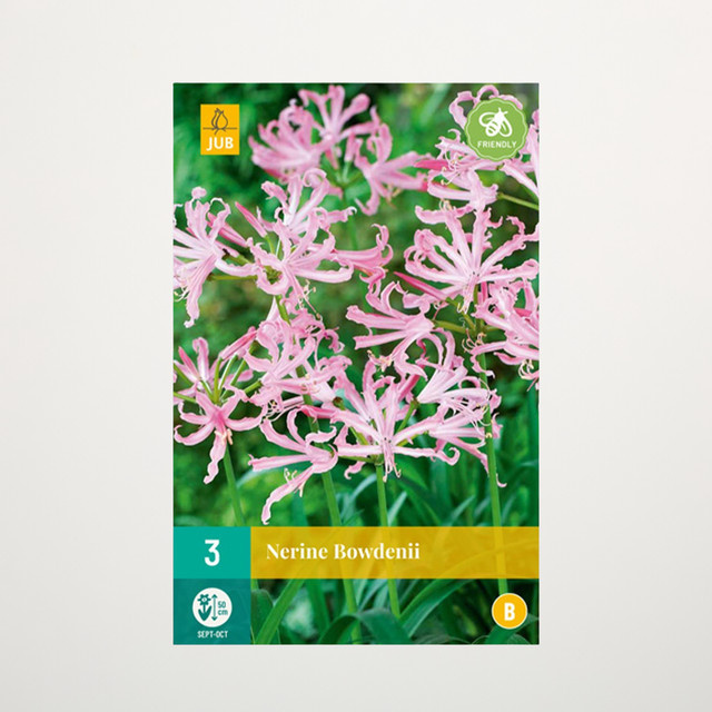 Nerine Bowdenii Zwiebeln für Balkon, Terrasse und Wintergarten (3 Stück) - Bild 1