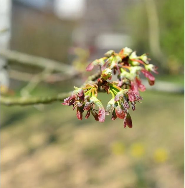 Silber-Ahorn Acer saccharinum Zierbaum in Silber und Grün, Höhe: 125-150 cm - Bild 1
