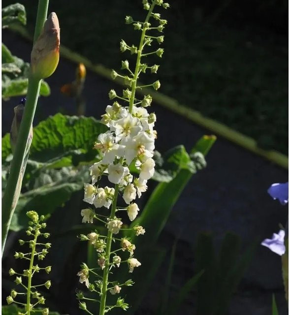 Phönizische Königskerze Verbascum phoeniceum Flush of White in Weiß als mehrjährige Solitärpflanze für Freiflächen - Bild 1