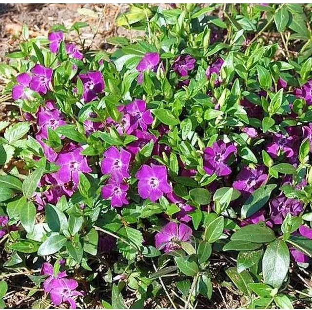 10x Kleinblättriges Immergrün Rubra Vinca minor mit lila Blüten - Bild 1