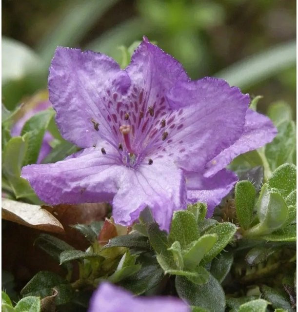 Rhododendron keleticum Zwerg Alpenrose von Die Nr-01.de - Bild 1