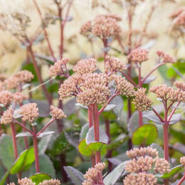Hohes Fettblatt Matrona in Rosa - Bild 1